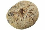 Cretaceous Fossil Sponge (Siphonia) - France #219301-1